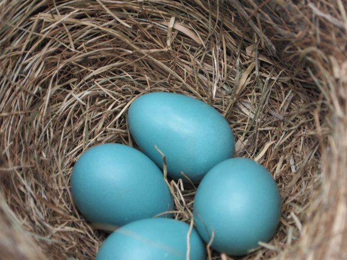 鸡蛋的蛋壳到底咋来的,鸡蛋壳不光滑很粗糙是假鸡蛋吗