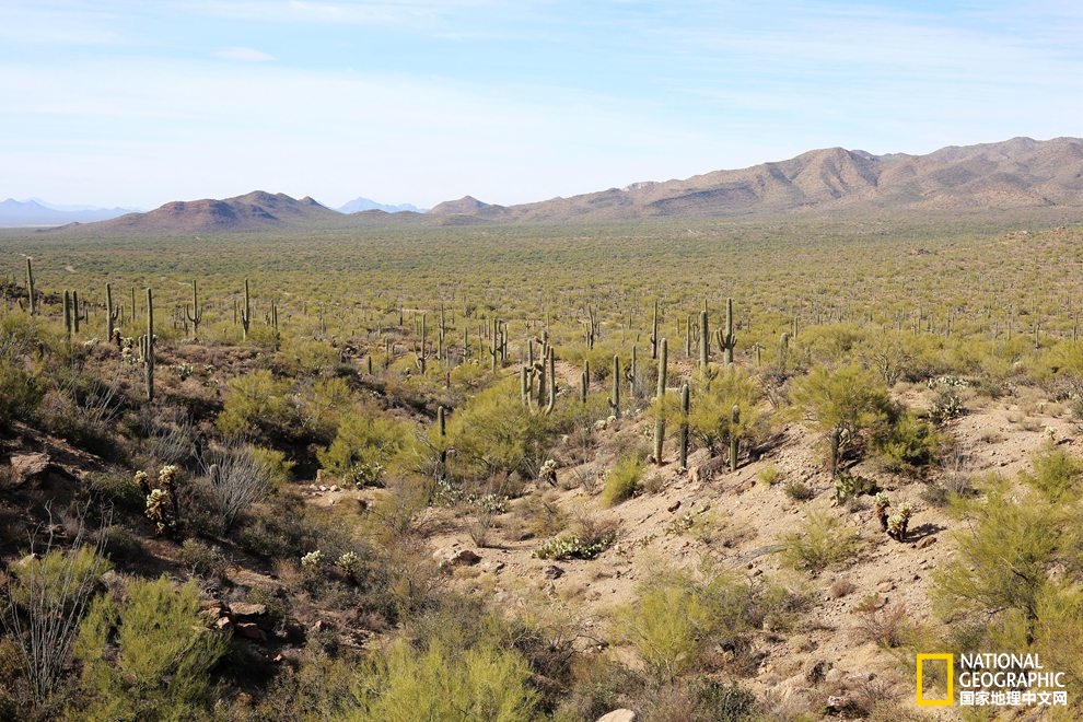 图森仙人掌,图森地理位置