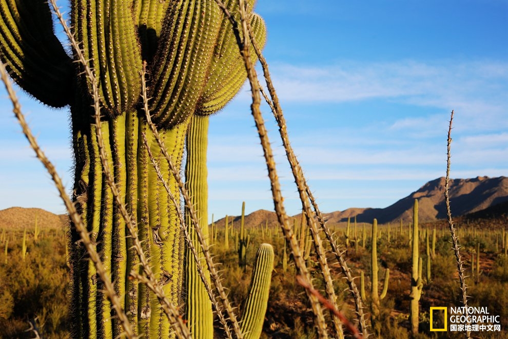 图森仙人掌,图森地理位置