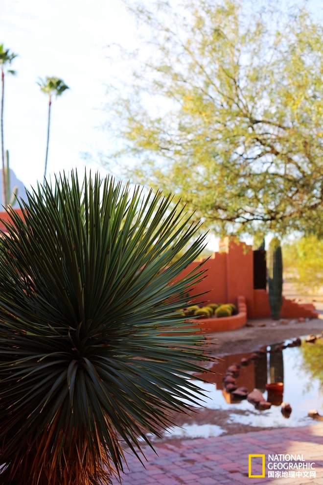 图森仙人掌,图森地理位置