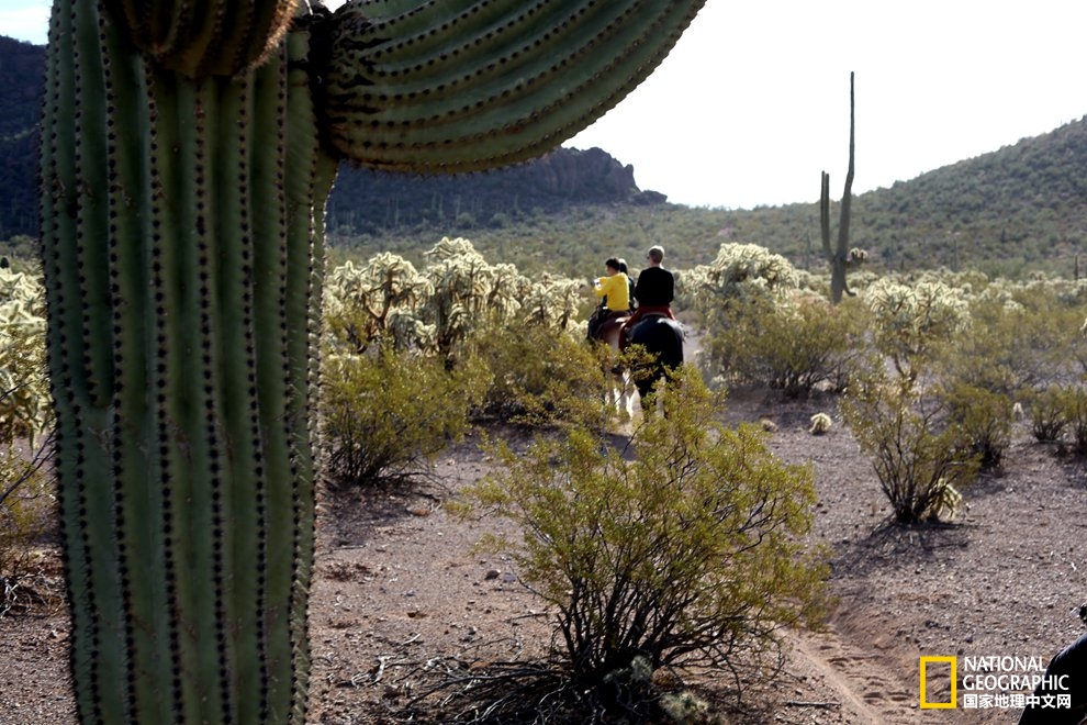 图森仙人掌,图森地理位置