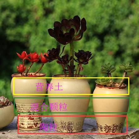 君子兰烂根后怎么处理配土上盆,椰糠配的土总是烂根