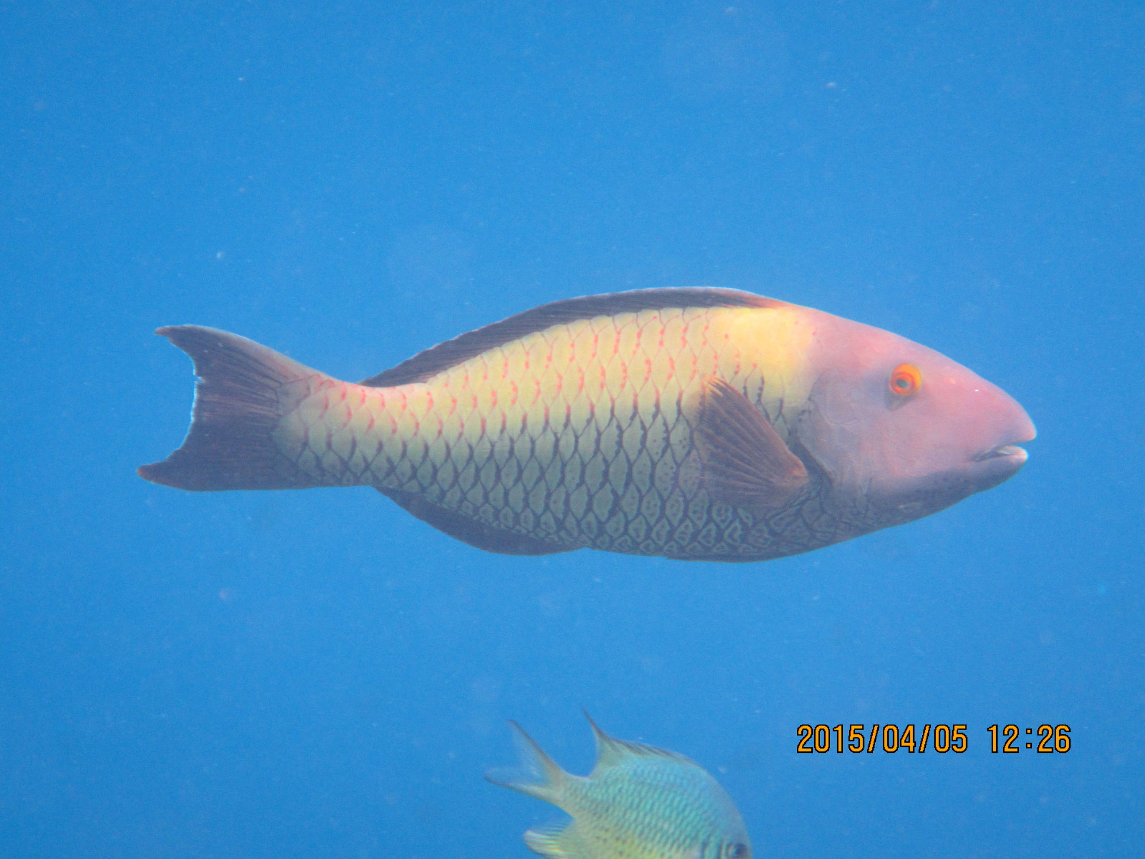 马尔代夫最美景色,最美马尔代夫风景