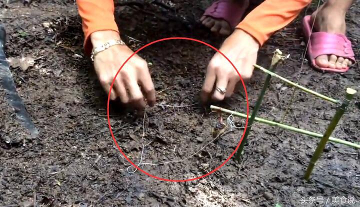 农村里的人是这样抓野鸡的,用细竹竿做陷阱很好用