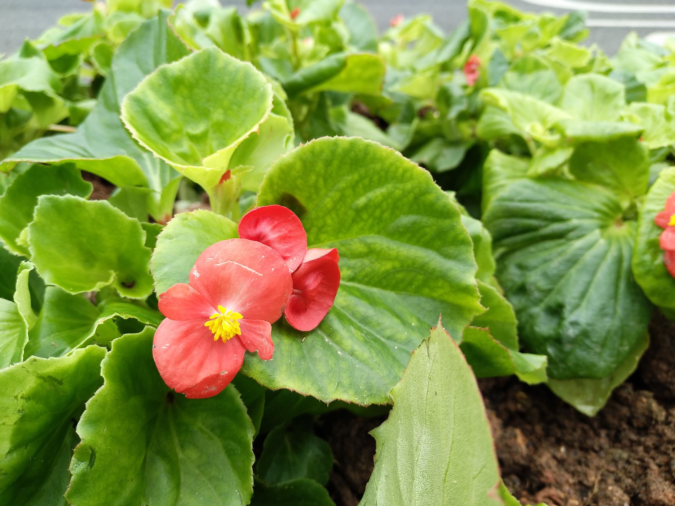 vivox9星空蓝,买vivox90pro十大忠告