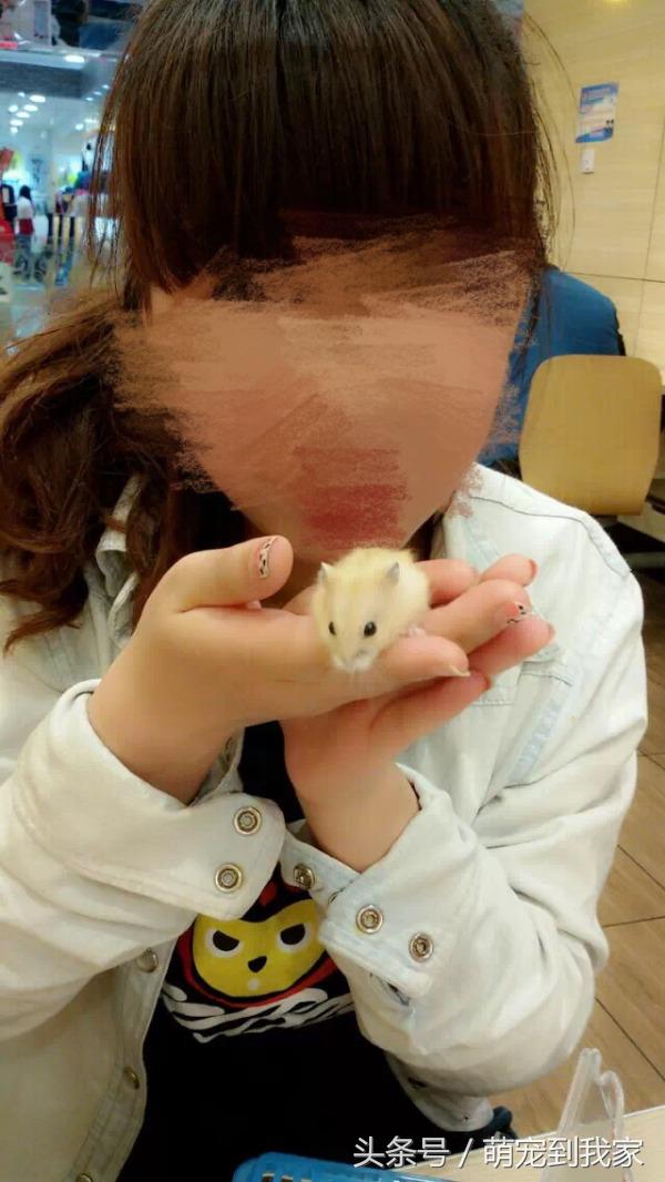 老猫的养猫日记 (网瘾少年养猫)