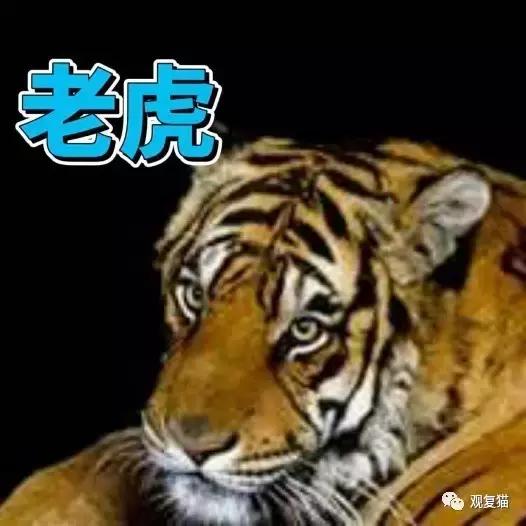 蓝猫找猫报应,蓝毛找猫