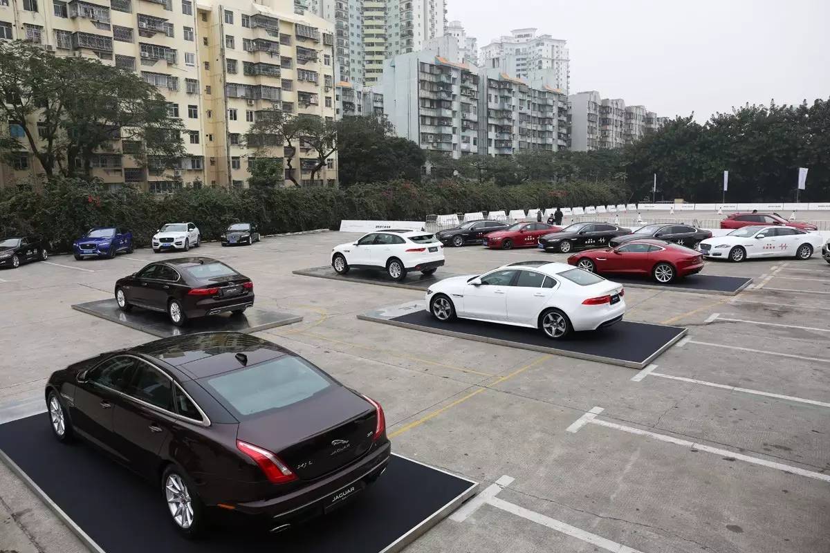 家宠美洲虎,人工饲养的美洲虎