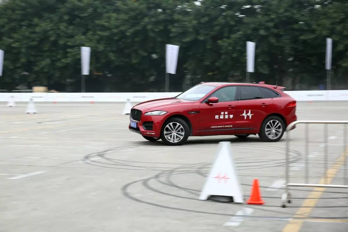 家宠美洲虎,人工饲养的美洲虎