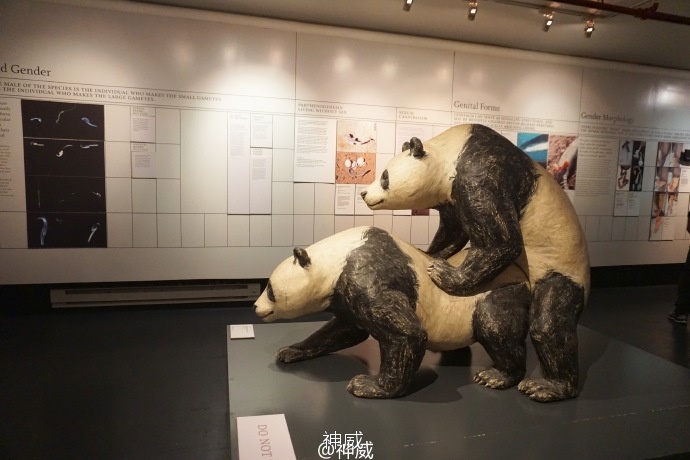 神会玩|XOXO，绯闻纽约的168小时享乐进行时