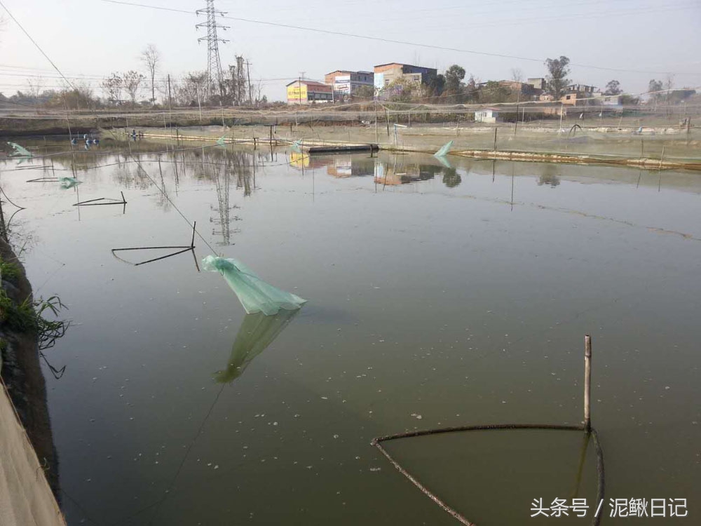 是谁伤了养殖户的心，养泥鳅达人道出原委