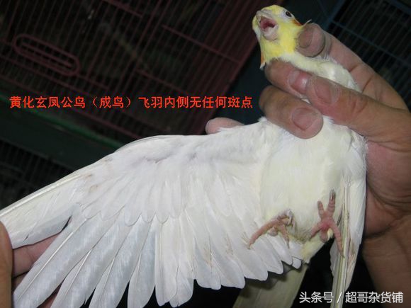 虎皮鹦鹉如何分辨雌雄,百合鹦鹉怎么区分雌雄