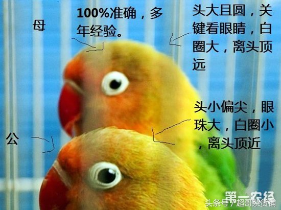 虎皮鹦鹉如何分辨雌雄,百合鹦鹉怎么区分雌雄