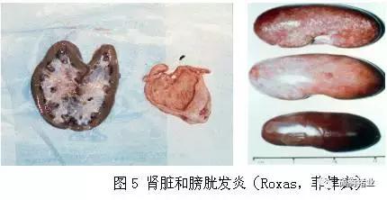 猪霉菌毒素最怕三种克星,猪霉菌毒素中毒有什么症状