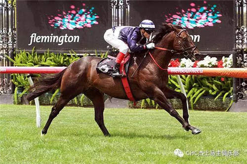 纯血马顶级种公马有哪些,顶级公马品种大全