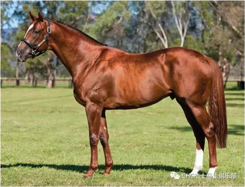 纯血马顶级种公马有哪些,顶级公马品种大全