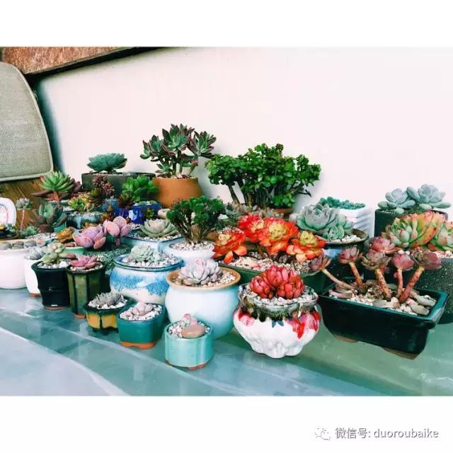 没有暖气的包邮区，肉肉照样美美的！