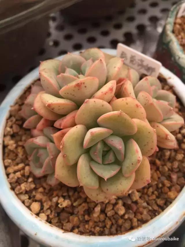 没有暖气的包邮区，肉肉照样美美的！