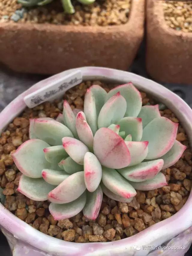 没有暖气的包邮区，肉肉照样美美的！