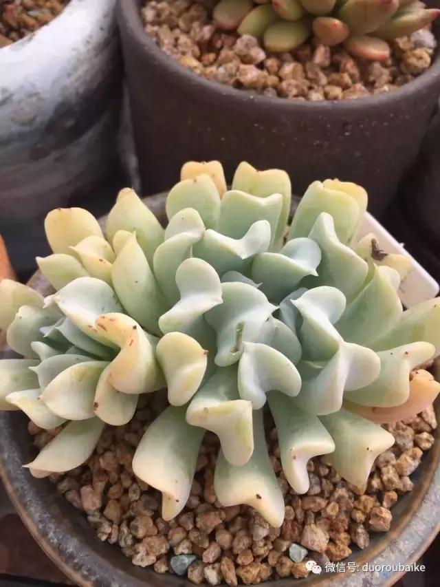 没有暖气的包邮区，肉肉照样美美的！