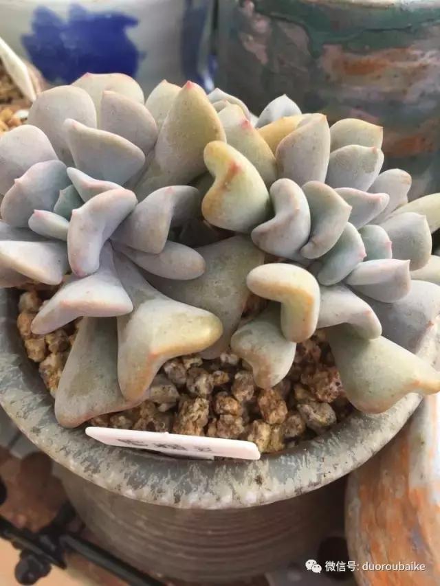 没有暖气的包邮区，肉肉照样美美的！