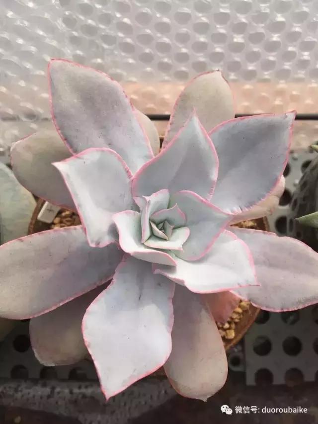 没有暖气的包邮区，肉肉照样美美的！