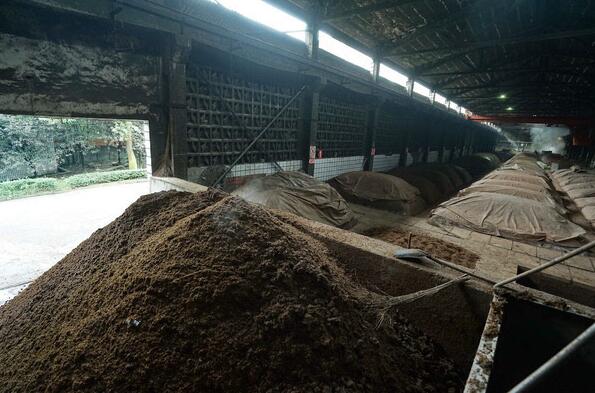 酒糟喂猪长膘快，养猪能人这样用既催肥又降低饲料成本