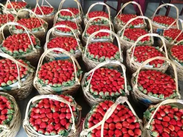 丹东东港草莓,丹东东港马家店草莓