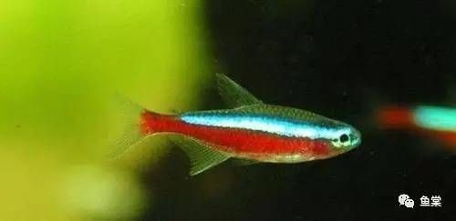 水草缸养小型热带鱼用多大的缸好,水草缸适合混养哪些小型热带鱼