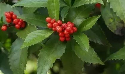 福建汀州土特产,福建零食特产有哪些