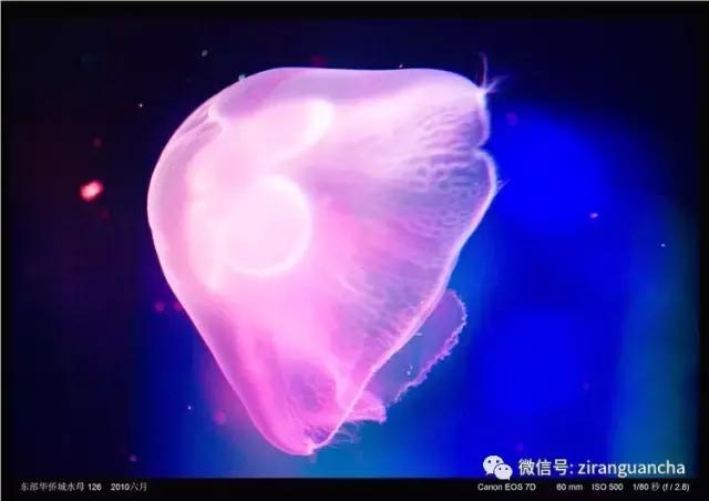 生物分类方法和技巧,最全生物分类