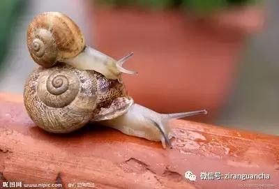 生物分类方法和技巧,最全生物分类