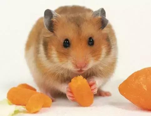 仓鼠宝宝的养护方法是什么,仓鼠宝宝被冻了怎么办