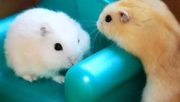 仓鼠宝宝的养护方法是什么,仓鼠宝宝被冻了怎么办