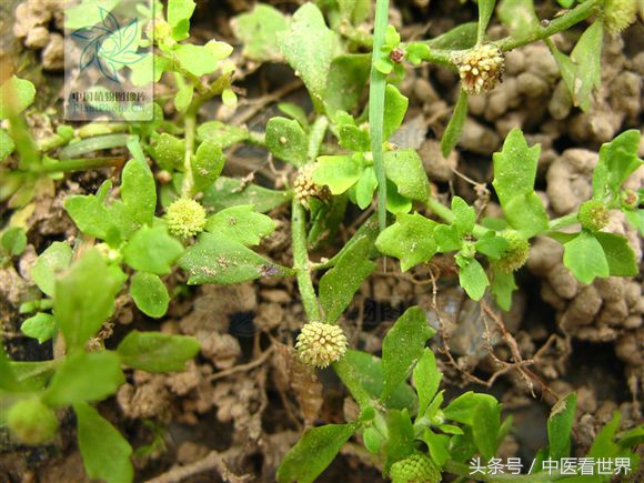 农村最常见的野草可以治疗感冒,农村路边常见的祛湿热野草