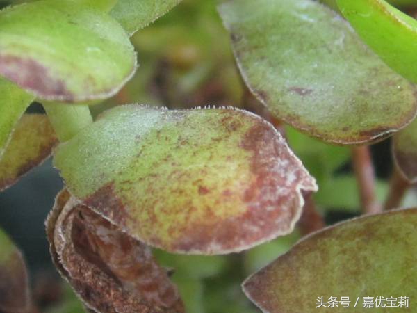 多肉杀红蜘蛛最佳方法,多肉生红蜘蛛专用杀虫剂