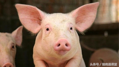 猪得了猪流感用什么药,猪出现流感流鼻涕用什么药