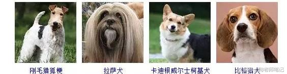 狗狗品种大全按体型智商怎么分,聪明狗狗品种大全及图片及名字