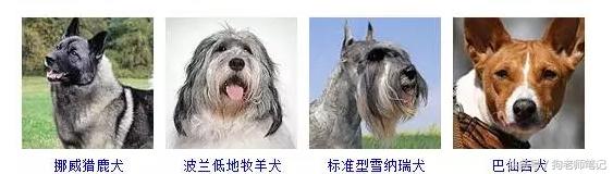 狗狗品种大全按体型智商怎么分,聪明狗狗品种大全及图片及名字