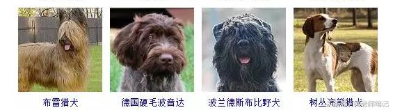 狗狗品种大全按体型智商怎么分,聪明狗狗品种大全及图片及名字