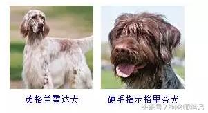 狗狗品种大全按体型智商怎么分,聪明狗狗品种大全及图片及名字