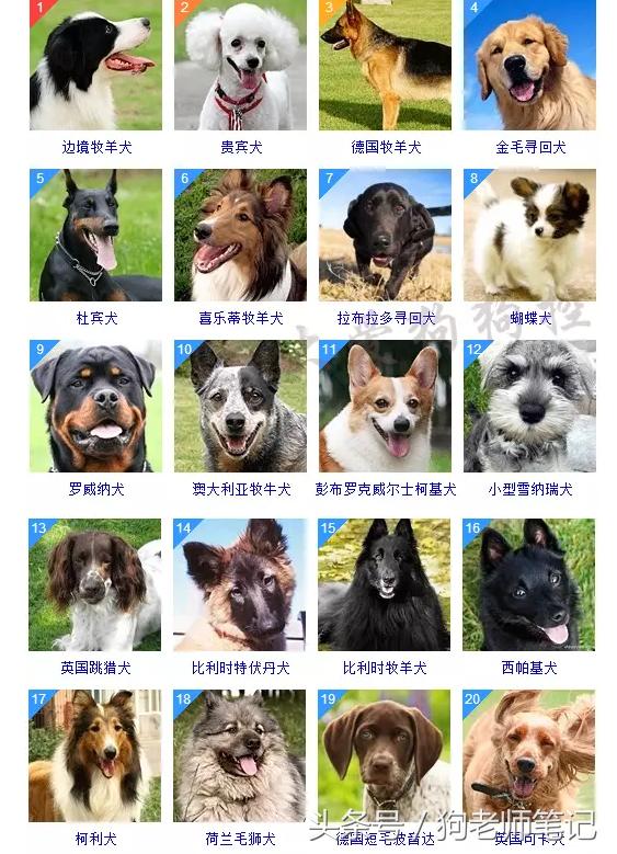 狗狗品种大全按体型智商怎么分,聪明狗狗品种大全及图片及名字