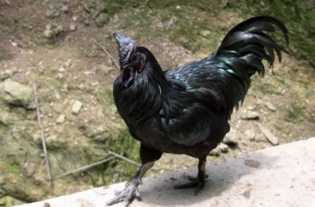 云南十大漂亮的鸡,云南第一生态鸡