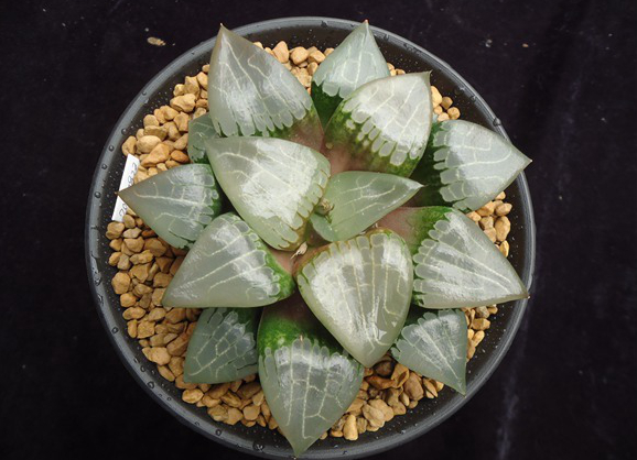 十二卷寿品相,十二卷玉寿