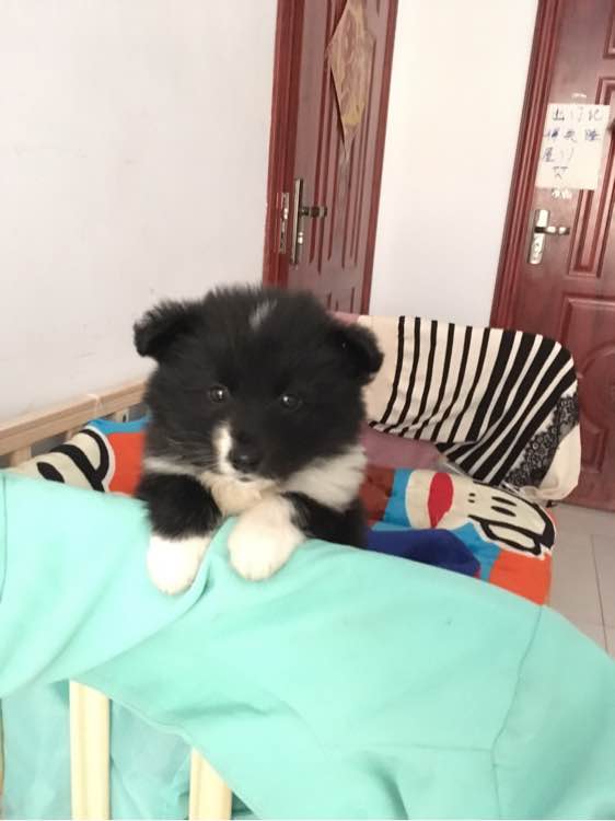 美女花1万多买中亚牧羊犬,妹子花1万多买的狗跑丢