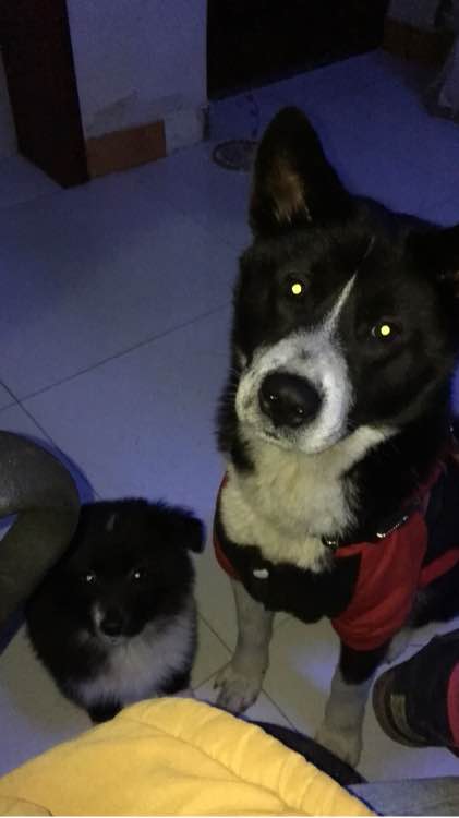 美女花1万多买中亚牧羊犬,妹子花1万多买的狗跑丢