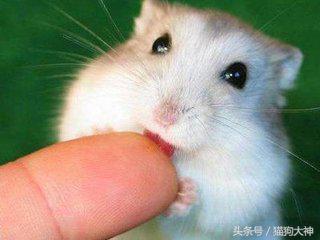 仓鼠幼鼠怎么训练上手,仓鼠应该怎样训练上手