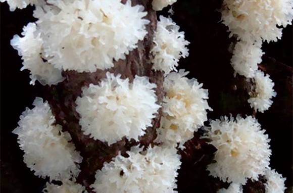 四川省特色镇排名,四川各个区县特色