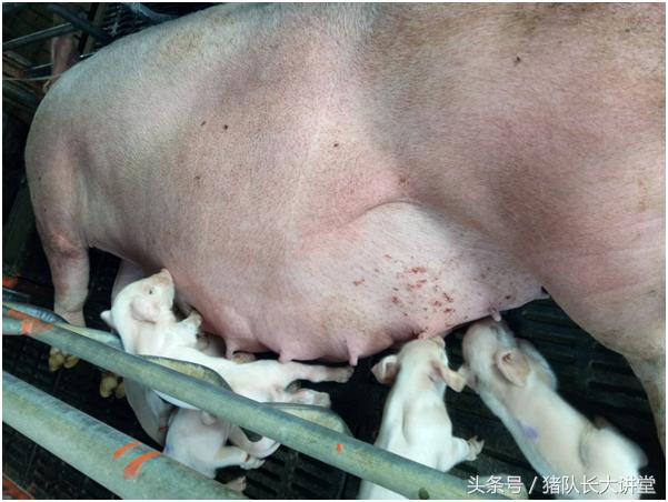 猪队长大讲堂养猪药物,猪队长养猪日常记