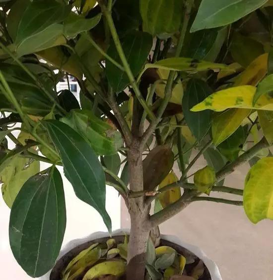 花卉烂根严重,墨兰水浇多了烂根叶黄怎么补救